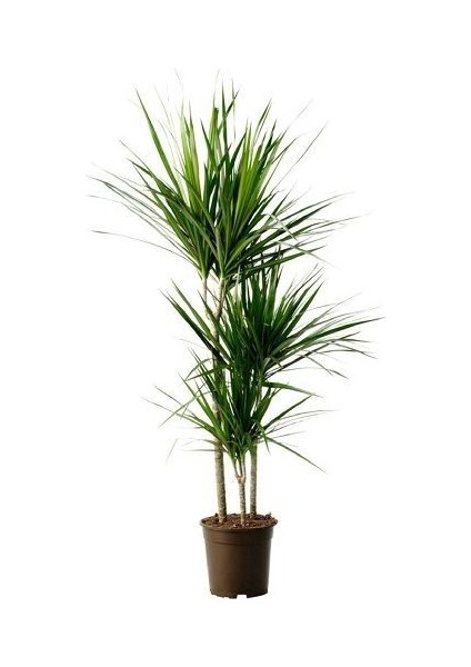 Fidan Paketim Madagaskar Dragon Ağacı Dracaena Marginata