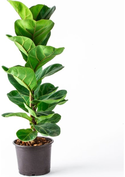 Saksıda Ficus Lyrata Keman Yapraklı Kauçuk 60-80 cm