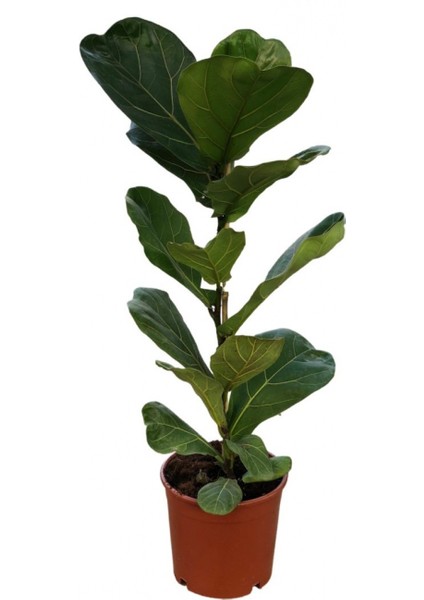 Saksıda Ficus Lyrata Keman Yapraklı Kauçuk 60-80 cm