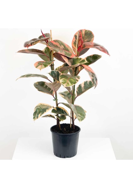 Saksıda 2 Gövdeli Alacalı Kauçuk Çiçeği 60-80 cm