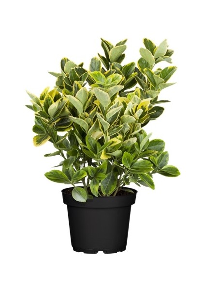 Fide İste Saksıda Altuni Taflan Fidanı Euonymus Japonica, 1 Adet