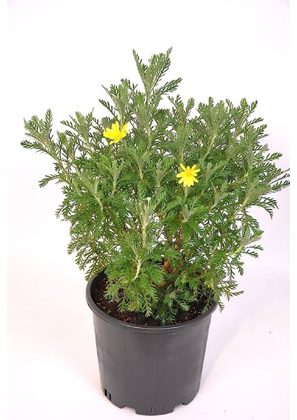 Fide İste Saksıda Sarı Çalı Papatyası Euryops Pectinatus Viridis