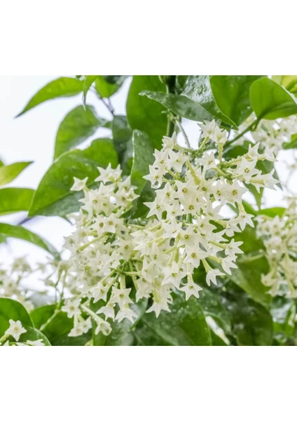 Fide İste Tüplü Melisa Parfüm Çiçeği, Gece Melisası Cestrum Nocturnum