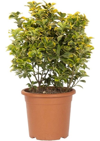 Fide İste Saksıda Altuni Taflan Fidanı Euonymus Japonica, 5 Adet