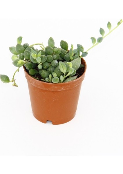 Fide İste Senecio Rowleyanus Bezelye Kolyesi Çiçeği, Tesbih Çiçeği, 5,5 cm Saksıda