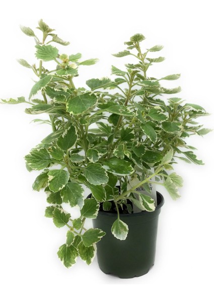 Fide İste Saksıda Alacalı Küba Kekiği Plectranthus Amboinicus Variegata 10-15 cm