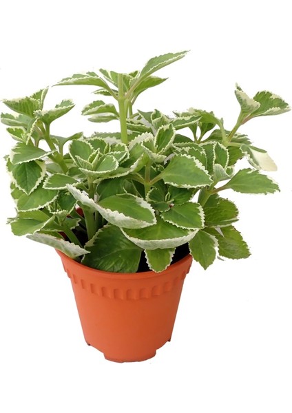 Fide İste Saksıda Alacalı Küba Kekiği Plectranthus Amboinicus Variegata 10-15 cm