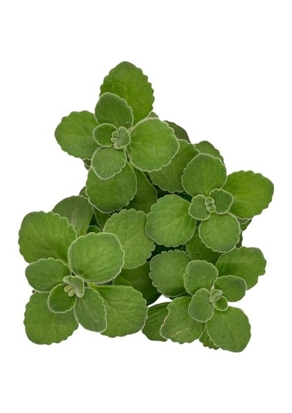 Fide İste Saksıda Küba Kekiği Plectranthus Amboinicus 10-15 cm