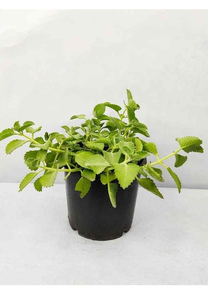 Fide İste Saksıda Küba Kekiği Plectranthus Amboinicus 10-15 cm