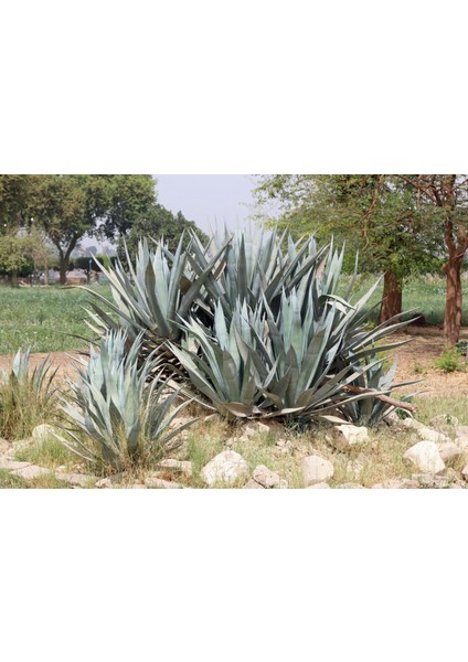 Fide İste Saksıda Agave Americana Amerikan Sabır Ağacı