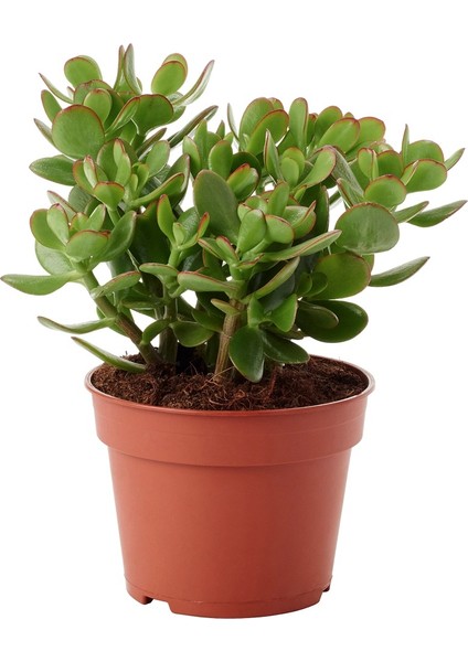 Fide İste Saksıda Para Çiçeği Crassula Ovata