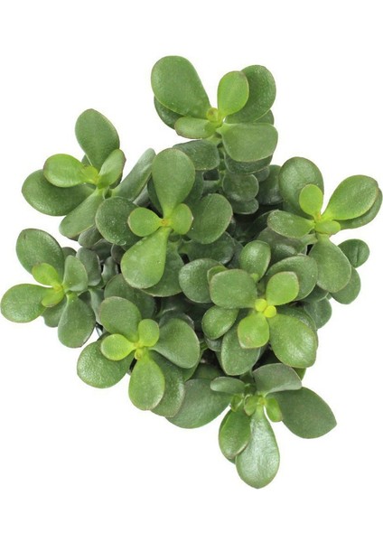 Fide İste Saksıda Para Çiçeği Crassula Ovata