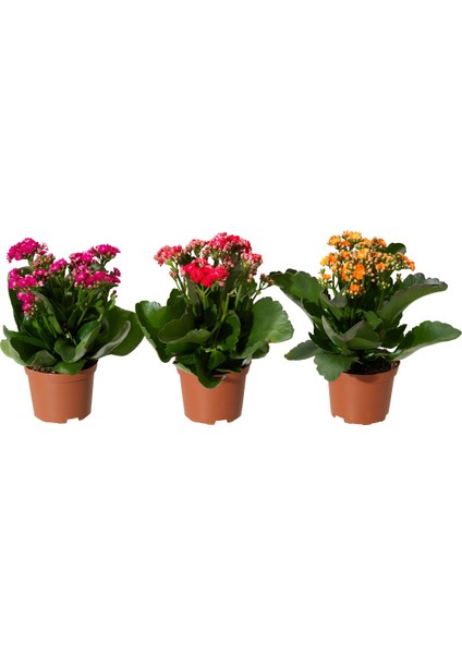 Saksıda Canlı Kalonşo Çiçeği Kalanchoe Blossfeldiana