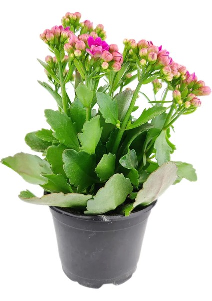 Saksıda Canlı Kalonşo Çiçeği Kalanchoe Blossfeldiana fiyatları