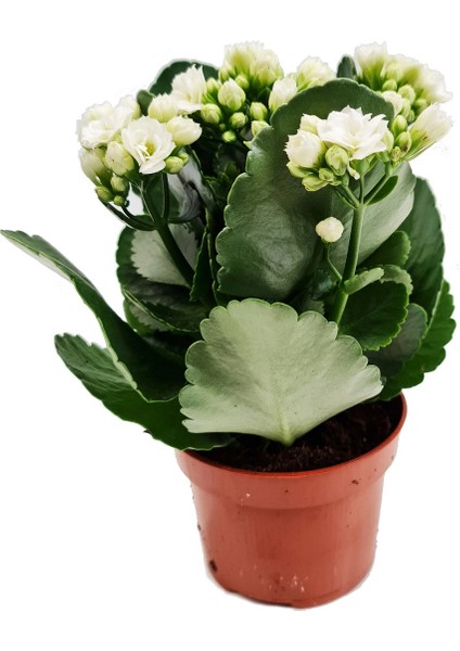 Saksıda Canlı Kalonşo Çiçeği Kalanchoe Blossfeldiana modelleri