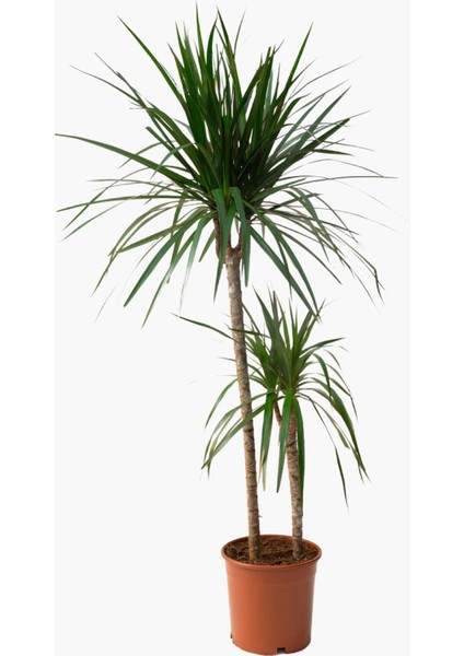 Saksıda Iki Gövdeli Dracaena Marginata