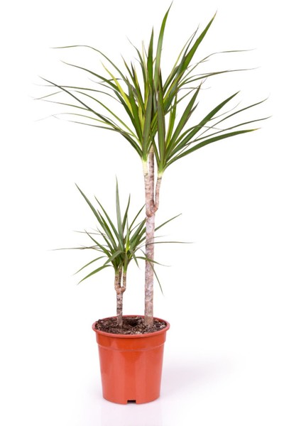 Saksıda Iki Gövdeli Dracaena Marginata fiyatları