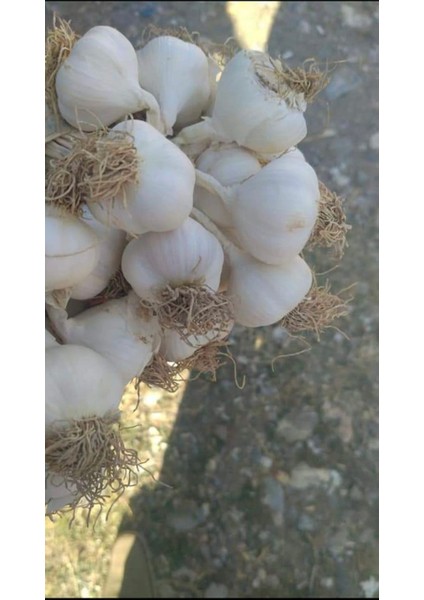Taşköprü Sarımsak