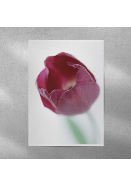 Mor Lale Posteri 35X50 cm