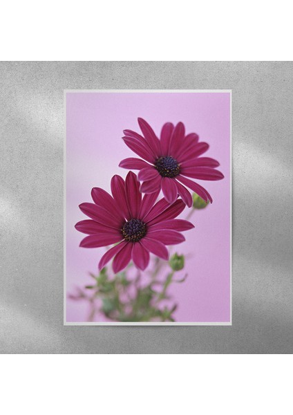 Mor Alman Papatyası Posteri 35X50 cm