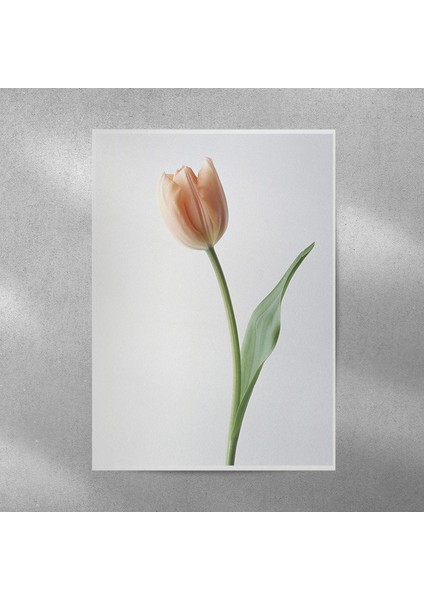 Lale Posteri 35X50 cm
