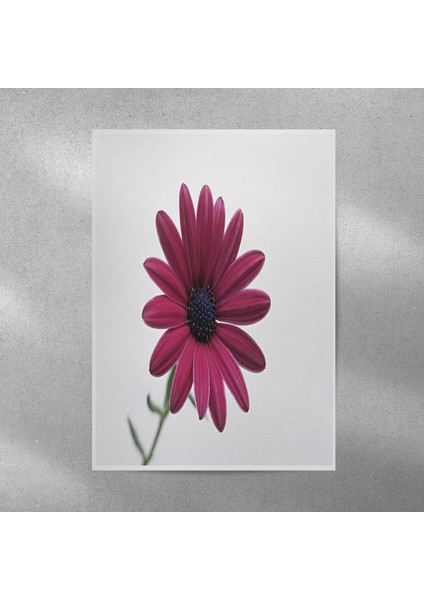 Mor Alman Papatyası Posteri 35X50 cm