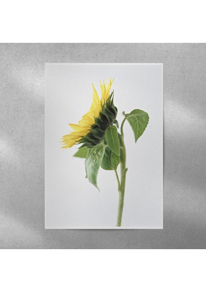 Ay Çiçeği Posteri 50X70 cm