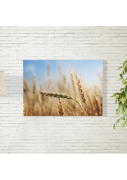 Buğdaylar Posteri 35X50 cm