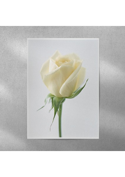 Beyaz Gül Posteri 35X50 cm
