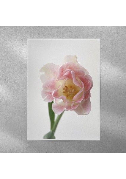 Pembe Lale Posteri 35X50 cm