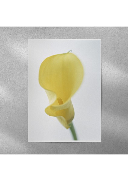 Zambak Posteri 50X70 cm