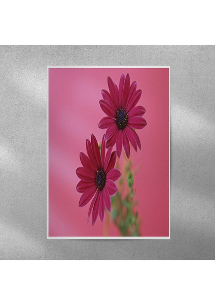 Mor Alman Papatyası Posteri 35X50 cm