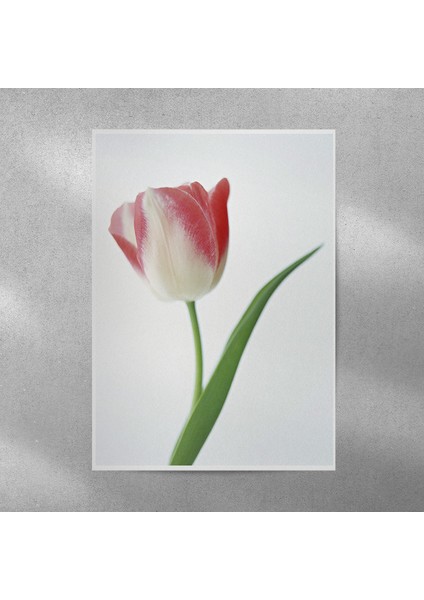 Lale Posteri 35X50 cm