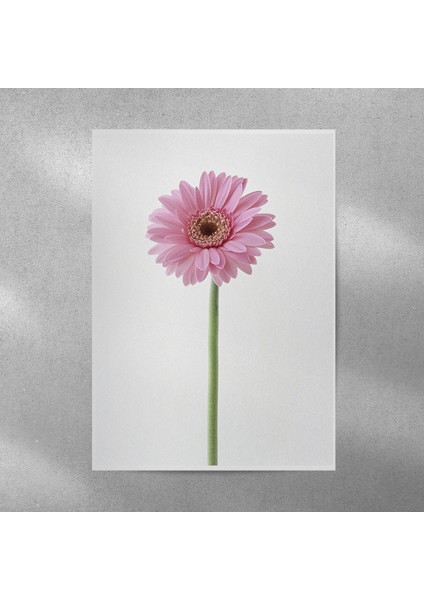 Pembe Alman Papatyası Posteri 35X50 cm