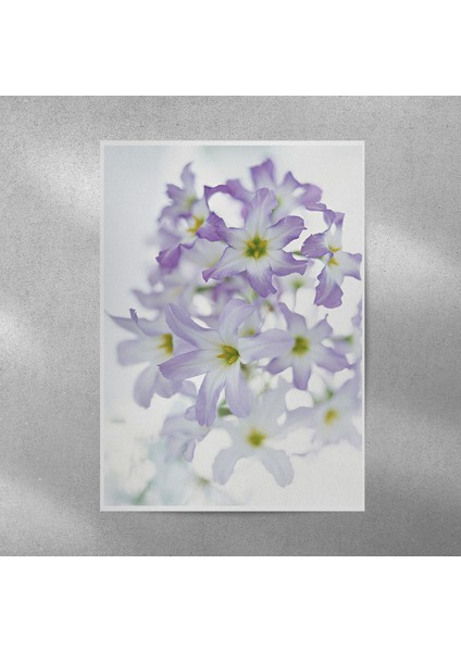 Yıldız Çiçeği Posteri 35X50 cm