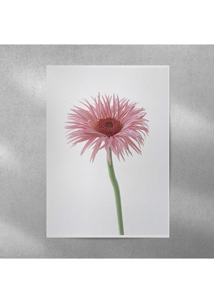 Pembe Alman Papatyası Posteri 35X50 cm