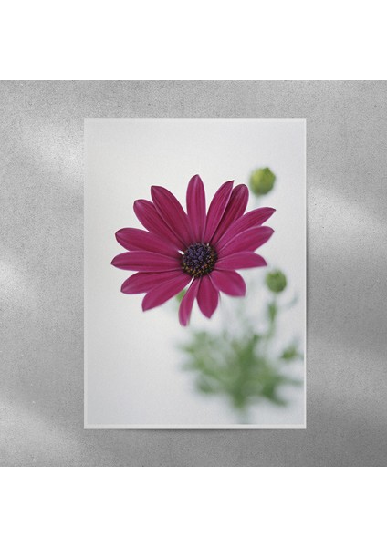 Mor Alman Papatyası Posteri 35X50 cm