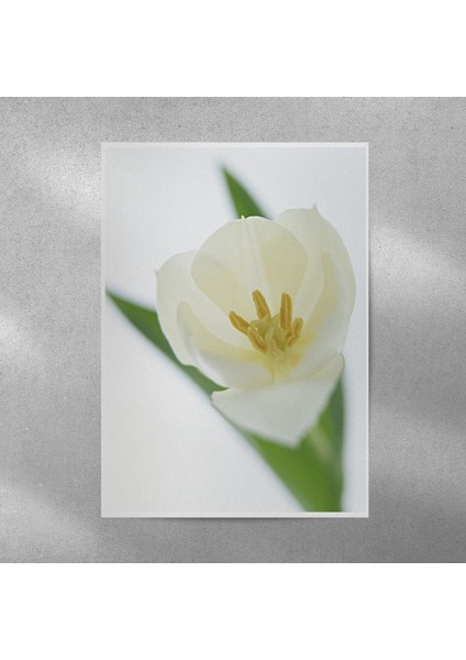 Beyaz Lale Posteri 35X50 cm