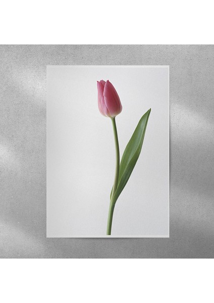 Kırmızı Lale Posteri 35X50 cm