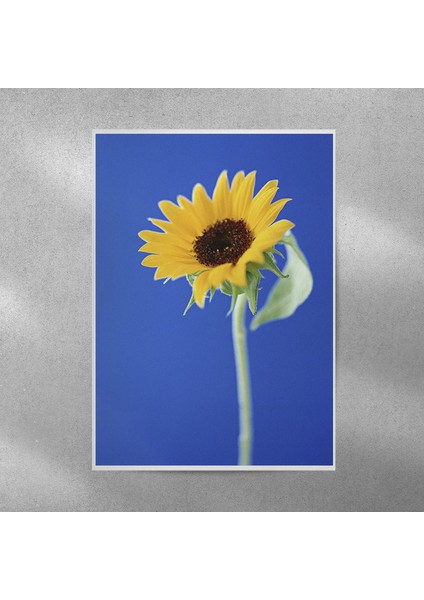 Ay Çiçeği Posteri 35X50 cm
