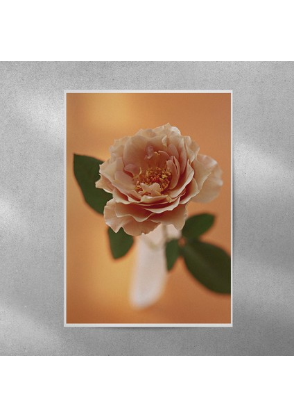 Gül Posteri 50X70 cm