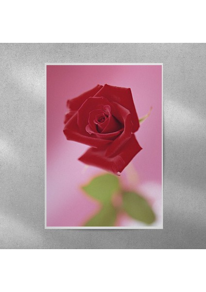 Gül Posteri 50X70 cm
