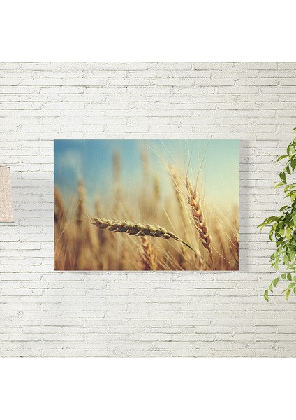 Buğday Posteri 35X50 cm