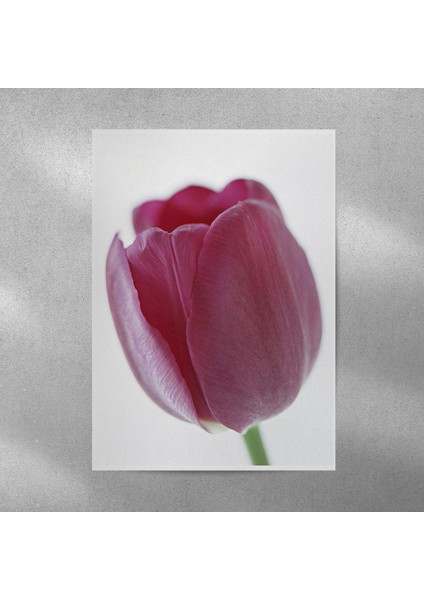 Mor Lale Posteri 35X50 cm