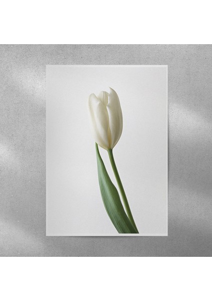 Beyaz Lale Posteri 35X50 cm