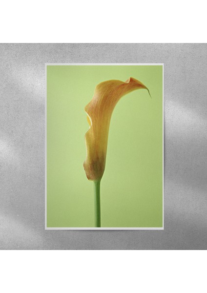 Zambak Posteri 35X50 cm