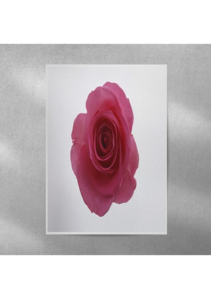 Gül Posteri 35X50 cm