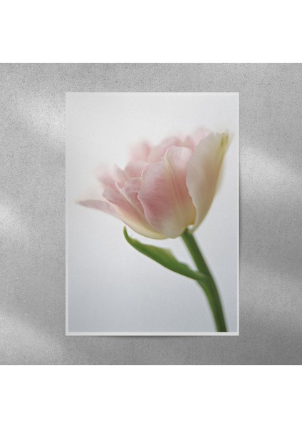 Pembe Lale Posteri 35X50 cm