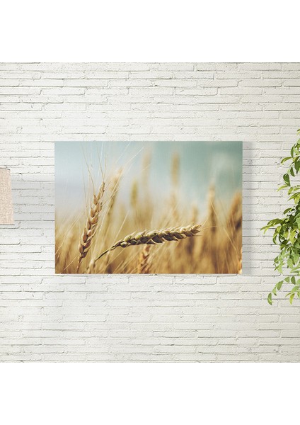 Sarı Buğday Posteri 50X70 cm