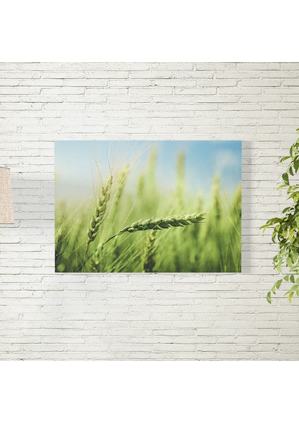 Yeşiş Buğday Posteri 50X70 cm